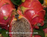 dragon fruit or pitahaya