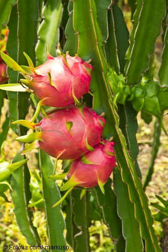 branch of dragon fruit with some fruits