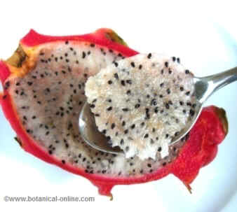 Dragon fruit image. 