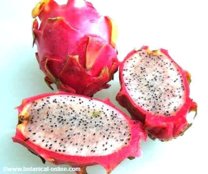 White fleshed dragon fruit (Hylocereus undulatus)