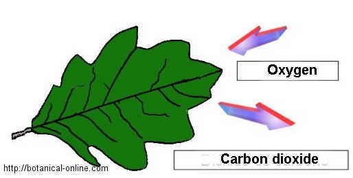 respiración de las plantas