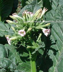 tobacco plant