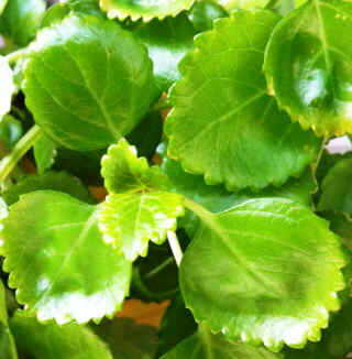 Swedish ivy leaves 