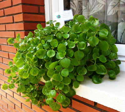 Swedish ivy