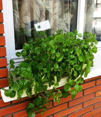Swedish ivy on a window