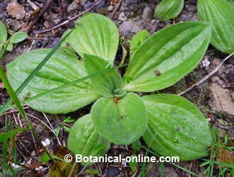Photo of plantain leaves