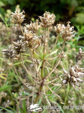 Psyllium