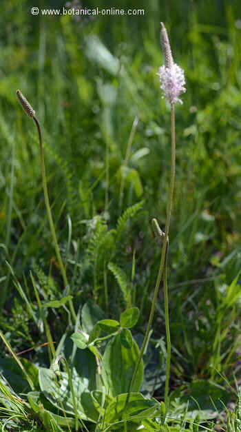 Plantain tratament cu varicoză, Pin on Tratament varice