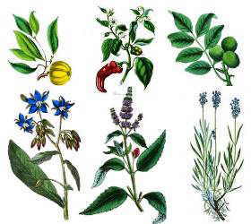 MEDICINAL PLANTS