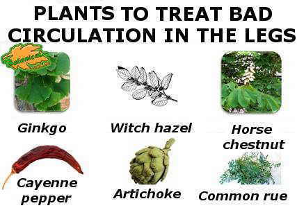 medicinal plants for the treatment of poor circulation in the legs