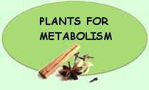 Medicinal plants for metabolism