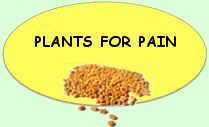 Mediicinal plants for pain