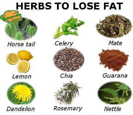 Medicinal plants to treat obesity