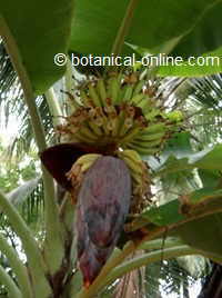 Flower of a banana tree