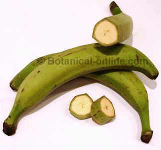 Plantain