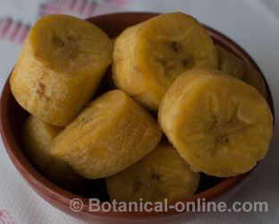 "Patacones" of fried plantain