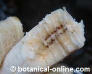 Banana seeds