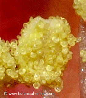 pollen sacs