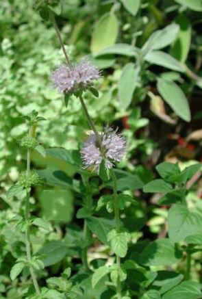 Pennyroyal (Mentha pulegium)