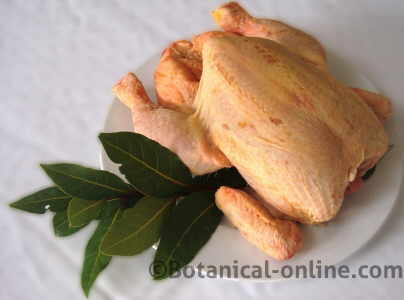 chicken with a laurel leaf