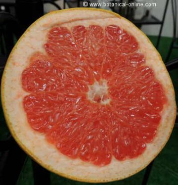 Grapefruit