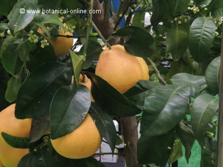 grapefruit tree 