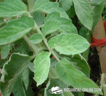 potato leaf