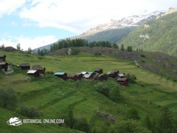 meadows on mowed terraces