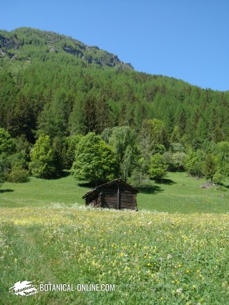 Meadow