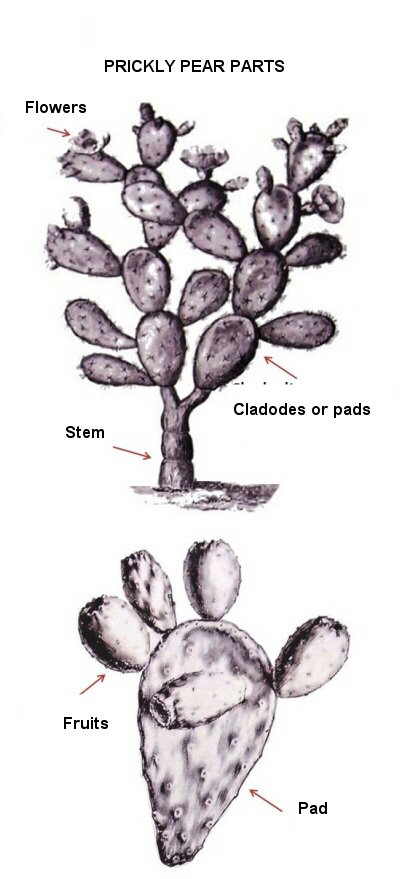 prickly pear plant parts