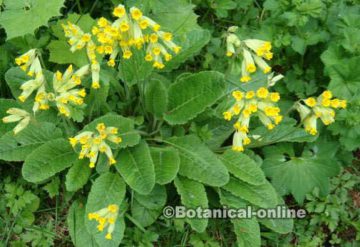 cowslip plant