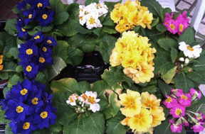 primroses