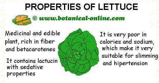 Lettuce properties