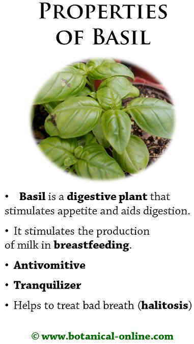 Properties of basil