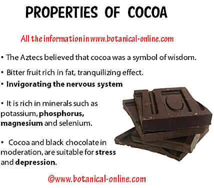 Properties of cocoa