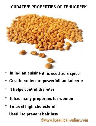 Properties of fenugreek