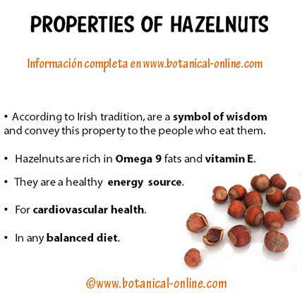 Properties of hazelnuts