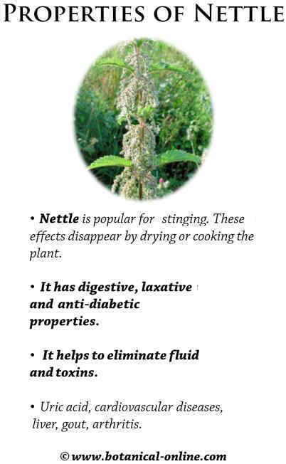 Properties of nettle