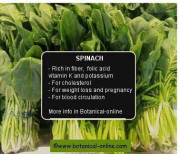 Properties of spinach