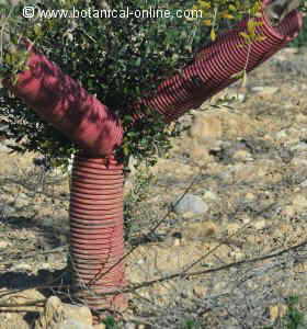 Protection for rabbits bites on olive tree trunks
