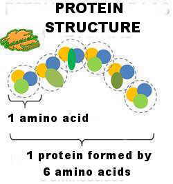 Chemical structure of a protein