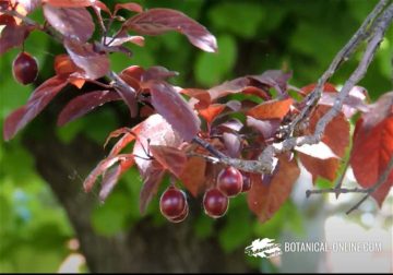 Frutos de Prunus cerasifera
