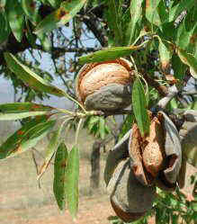 almond tree fruit