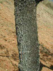 almond tree trunk