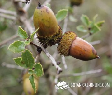 Fruits and leaves of kermes oak 