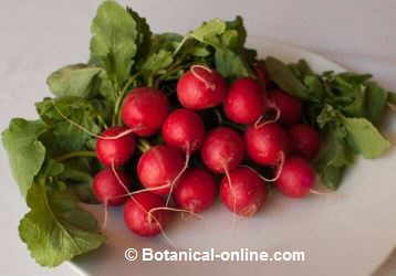 radishes