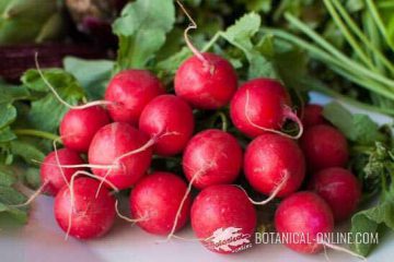 radishes