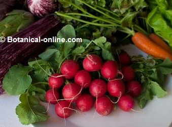 Food non suitable for people with hypothyroidism