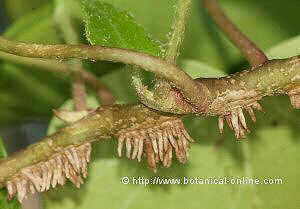 Aerial roods of ivy