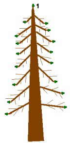 Monopodial tree